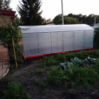 Отзыв от Константин, 31.08.2025 о Теплица Царская Люкс 3м 